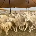 غنم نوهي بلحيل صنف نظيف مرا عددها 95