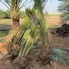 سلام عليكم ورحمة الله وبركاته يتوفر لدينا نخيل عربي مثمر