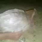 دجاج