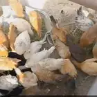 دجاج بلدي اصيل