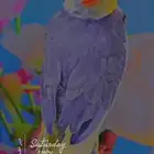 ( ذكر ). كروان مغرد