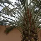 ابوحسن شغل نخل