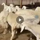 رخال طيبه