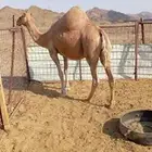 ناقه لقحه فوق 10شهور