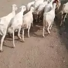 ضان للبيع عددها 10سنها طيب