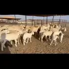 غنم حريات خلفات طيبه عددهااا 35تحتهااا 32