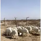 لبيع إليهم عدد 30 كله يعيد ماعاد اثنين فيه 9 رخال