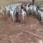 الاعداد 45 والمدفوع 650 على شرط
