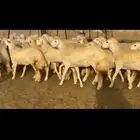 ماشاء لله تبارك الرحمن رخال حريات صنف الصنف