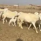 غنم رخال طيبه