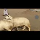 غنم حريات دفيع شرط