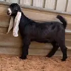 تيس مشروع فحل مميز فاخر