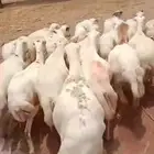 ضان للبيع العدد 120
