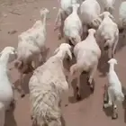عدد 30 واتبع 30 والمدفوع 1100 مرح واحد