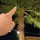 معلم تكريب جميع أنواع النخيل وخلع وغرز النخيل