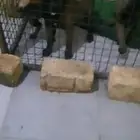 جراوة مالينو بيور