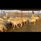 خلفات حرياااأاات كفو