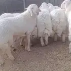 اضاحي