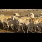 رخال حريات عددها 36