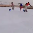 القنفذة