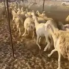 غنم حريات جنب دفيع ومفاصيل شرط عدد110