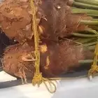 يتوفر لدينا 30 حبه نخيل اخلاص للبيع نخيل مثمر طلعه فيه
