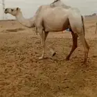 ضريبه