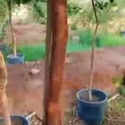 سدر بلدي للبيع