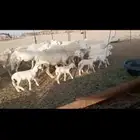 غنم حريات جرام طيبه خلفات عددهاا 14تحتها 14