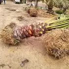 يوجد لدينا جميع أنواع النخيل المثمر والزينه