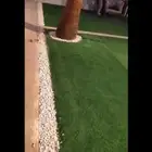 تنسيق حدائق