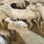 العدد 71 والتبع 72 والمدفوع عليه من 1100 جمله