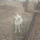 عنز البيع حائل شرط نظيفه شحم ولحم فلل