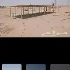 مضلات الغنم مضلات غنم شينكو مضلات ابل شينكو مضلات شينكو هنق
