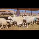 مشا الله تبارك الله اعرض لكم غنم حريات خلفات