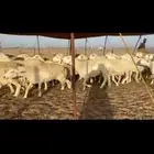 غنم حريات جنب عددهاا 64