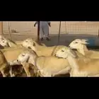 غنم حريات رخال طيبه
