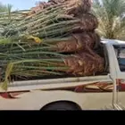 السلام عليكم ورحمة الله وبركاته يتوفر لدينا نخيل طيب مثمر