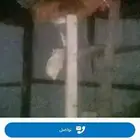 دجاج