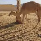 قعود للبيع ابوه سياف يوجد فديو الموقع تبوك