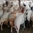 العدد 200 قرايب وملات والعدد مفتوح
