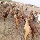 غنم دهم للبيع العدد 200رس مرح واحد