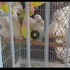 طيور روز للبيع