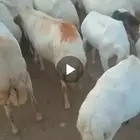 ضان مقاني للبيع العداد 60راس قرايب وسالمه من جميع المشاكل