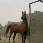 حصان عربي ورق للبيع