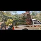 نخيل عربي مثمرطالع بتجاه الخرمه رنيه تربه الطائف اسعارمناسبه
