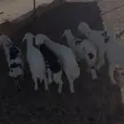 طليان