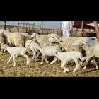 مشا الله تبارك الله اعرض لكم غنم حريات خلفات طيبه