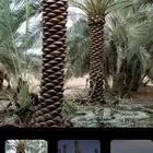 نقوم باعمال النخيل العربي والواشنطني بجميع انواعه وبأسعار من