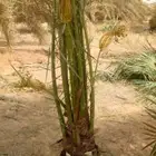 يوجد لدينا نخيل عربي مثمر طلعه فيه متواجدين في الخرمه رنيه